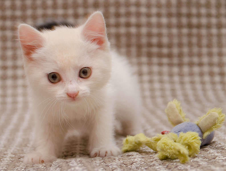 1920 X 1452 190.0 Kb .     .