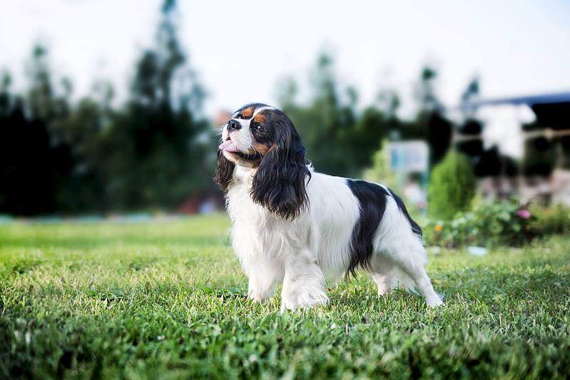 2048 X 1365 226.0 Kb  ---  .