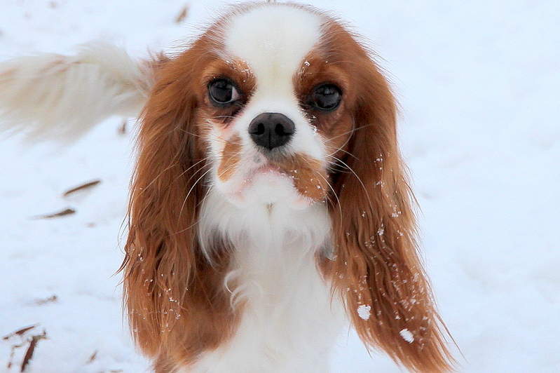 2016 X 1342 217.5 Kb 2048 X 1365 226.0 Kb  ---  .