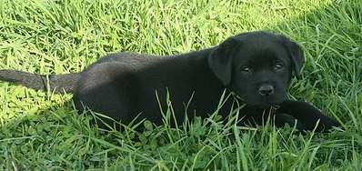 604 X 285 64.9 Kb 604 X 420 41.5 Kb   - 