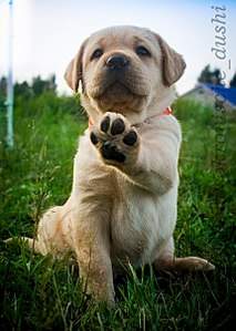 429 X 604 58.3 Kb 604 X 285 64.9 Kb 604 X 420 41.5 Kb   - 