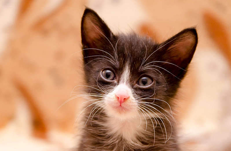 1920 X 1257 192.1 Kb          .