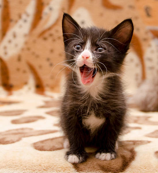 1833 X 2000 300.8 Kb          .