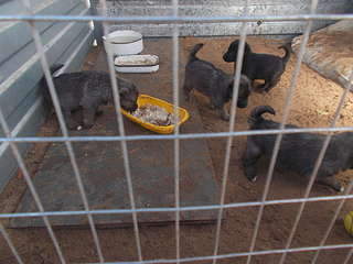 1920 X 1440 274.7 Kb 1920 X 1440 315.8 Kb    . , 