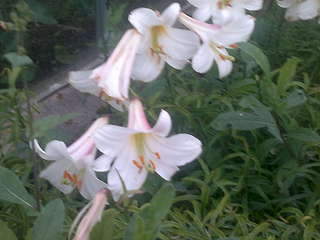 1920 X 1440 161.2 Kb ����� �����