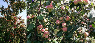 1920 X 878 432.6 Kb ������ ������