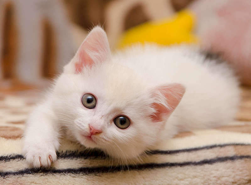 1920 X 1415 173.4 Kb .     .