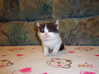 1920 X 1440 213.0 Kb Найдена Британская беременная кошка.