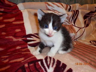 1920 X 1440 214.0 Kb 1920 X 1440 213.0 Kb Найдена Британская беременная кошка.