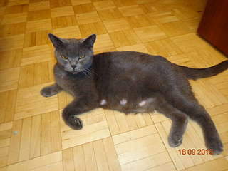 1920 X 1440 161.2 Kb 1920 X 1440 162.4 Kb 1920 X 1440 223.2 Kb 1920 X 1440 233.7 Kb Найдена Британская беременная кошка.