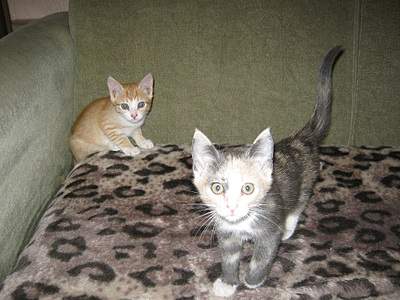 912 X 684 245.2 Kb     , 6 