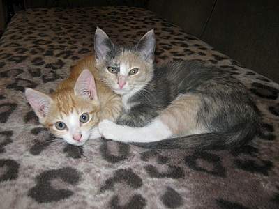 912 X 684 208.9 Kb 912 X 684 245.2 Kb     , 6 