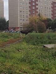 720 X 960 215.4 Kb Салажата 2015