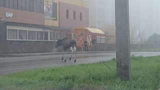 1920 X 1080 115.9 Kb 1280 X 720 158.7 Kb 720 X 960 215.4 Kb Салажата 2015