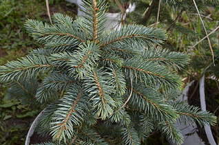 1920 X 1271 413.1 Kb 1920 X 1271 472.3 Kb ��� �������, ���, ���� � ���