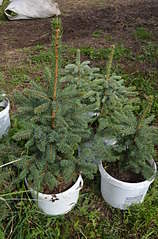 1632 X 2464 830.2 Kb 1920 X 1271 413.1 Kb 1920 X 1271 472.3 Kb ��� �������, ���, ���� � ���