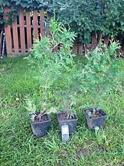 720 X 960 289.6 Kb 1920 X 1271 491.6 Kb 1920 X 1271 602.1 Kb ��� �������, ���, ���� � ���