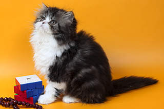 2000 X 1332 301.7 Kb    