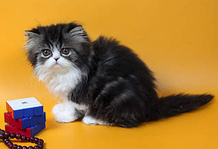 1576 X 1073 151.3 Kb 2000 X 1332 301.7 Kb    