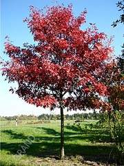 960 X 1280 439.9 Kb ��� �������, ���, ����, ��� ������� � ��� �� 100 ���, ��������