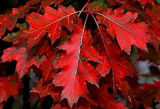 672 X 458  61.0 Kb 960 X 1280 439.9 Kb ��� �������, ���, ����, ��� ������� � ��� �� 100 ���, ��������