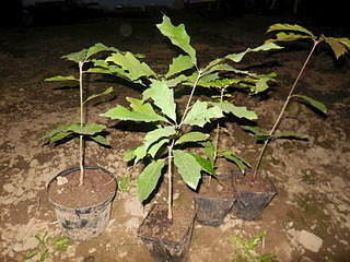 1600 X 1200 541.7 Kb 672 X 458  61.0 Kb 960 X 1280 439.9 Kb ��� �������, ���, ����, ��� ������� � ��� �� 100 ���, ��������