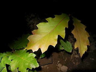 1600 X 1200 527.0 Kb ��� �������, ���, ����, ��� ������� � ��� �� 100 ���, ��������