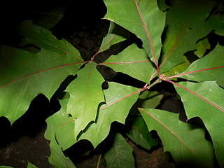 1600 X 1200 526.7 Kb 1600 X 1200 527.0 Kb ��� �������, ���, ����, ��� ������� � ��� �� 100 ���, ��������