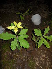 1200 X 1600 532.0 Kb 1600 X 1200 526.7 Kb 1600 X 1200 527.0 Kb ��� �������, ���, ����, ��� ������� � ��� �� 100 ���, ��������