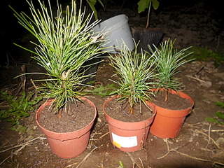 1600 X 1200 534.8 Kb ��� �������, ���, ����, ��� ������� � ��� �� 100 ���, ��������