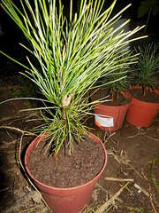 1200 X 1600 537.0 Kb 1600 X 1200 534.8 Kb ��� �������, ���, ����, ��� ������� � ��� �� 100 ���, ��������