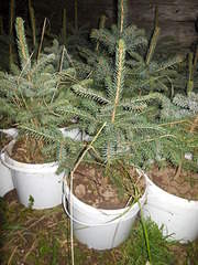 1200 X 1600 537.3 Kb 1200 X 1600 537.0 Kb 1600 X 1200 534.8 Kb ��� �������, ���, ����, ��� ������� � ��� �� 100 ���, ��������