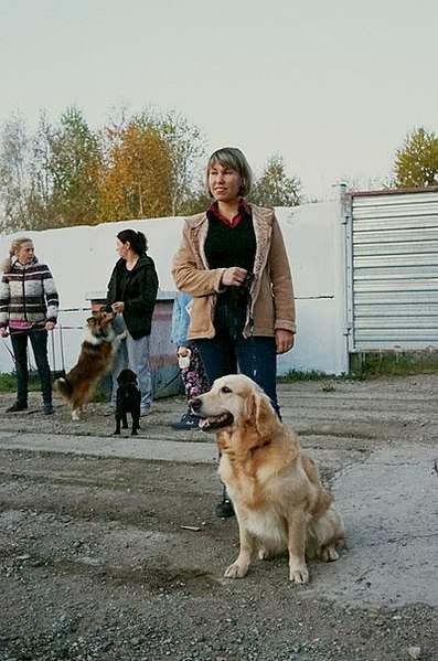 400 X 604 60.1 Kb 604 x 400 ЩЕНКИ ШПИЦА! Наша рыжая семейка!Ариша-ретривер её дети, шпиц и бассет.