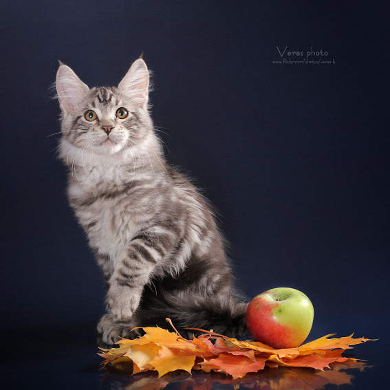 567 x 567 756 x 567   - 