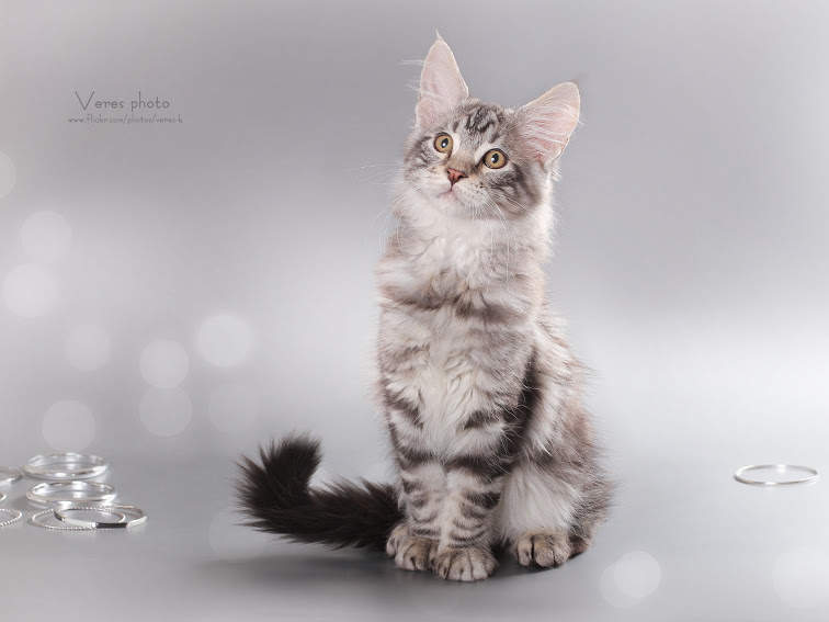 756 x 567 993 X 567 71.0 Kb 567 x 567 756 x 567   - 