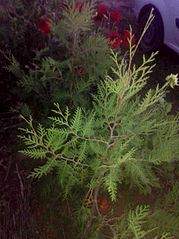 1958 X 2611 514.5 Kb  ,  