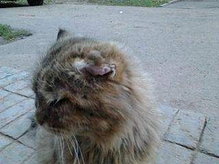 800 X 600 52.2 Kb Василий и Нафаня в надежде на помощь