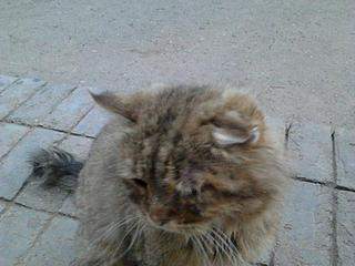 800 X 600 54.2 Kb 800 X 600 52.2 Kb Василий и Нафаня в надежде на помощь