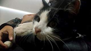 1280 X 720 104.0 Kb 800 X 600 54.2 Kb 800 X 600 52.2 Kb Василий и Нафаня в надежде на помощь