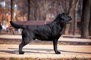 1500 X 1000 142.5 Kb   - 