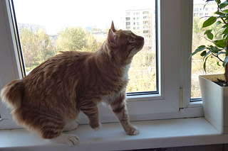 1920 X 1280 186.4 Kb 1920 X 1280 230.3 Kb курильский бобтейл