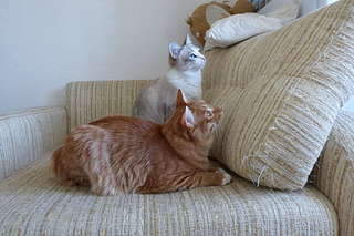 1920 X 1280 269.1 Kb 1920 X 1280 186.4 Kb 1920 X 1280 230.3 Kb курильский бобтейл