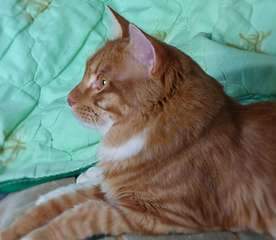 1920 X 1668 170.4 Kb 1920 X 1280 223.4 Kb 1920 X 1280 269.1 Kb 1920 X 1280 186.4 Kb 1920 X 1280 230.3 Kb курильский бобтейл