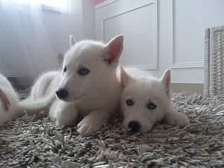 604 X 453 51.9 Kb 604 X 453 51.7 Kb  - .