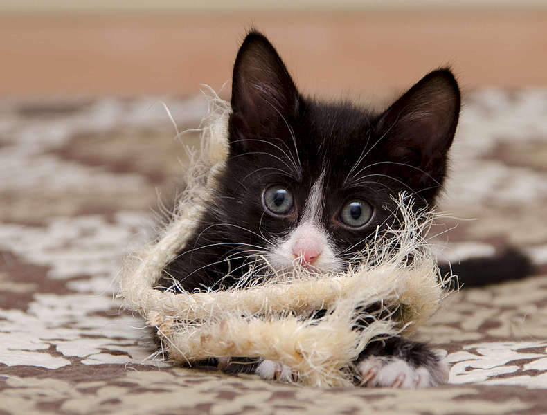 1920 X 1457 248.0 Kb 1920 X 1271 180.5 Kb          .