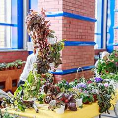 640 X 640 132.7 Kb Выставка-продажа редких комнатных растений в Ижевске (3-4 октября, ТЦ ФЛАГМАН).