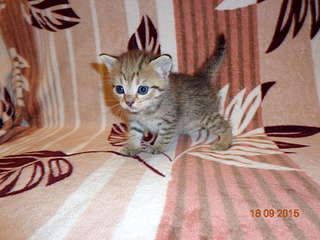 1920 X 1440 233.7 Kb Найдена Британская беременная кошка.