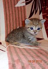 1358 X 1944 181.9 Kb 1280 X 1944 960.5 Kb 1920 X 1440 233.7 Kb Найдена Британская беременная кошка.