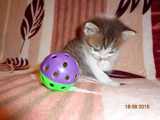 1920 X 1440 198.1 Kb 1920 X 1440 197.1 Kb 1920 X 1440 164.9 Kb 1920 X 1440 204.7 Kb Найдена Британская беременная кошка.