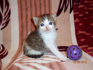 1920 X 1440 192.4 Kb 1920 X 1440 198.1 Kb 1920 X 1440 197.1 Kb 1920 X 1440 164.9 Kb 1920 X 1440 204.7 Kb Найдена Британская беременная кошка.